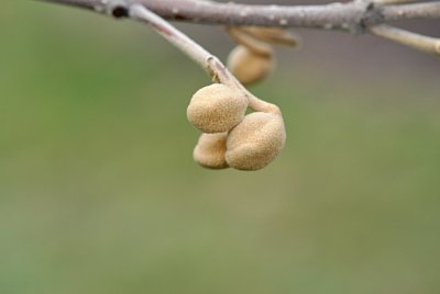 Paulownia tomentosa - pavlovnie plstnatá - zimní pupeny